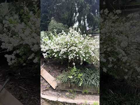 Exochorda macrantha The Bride
