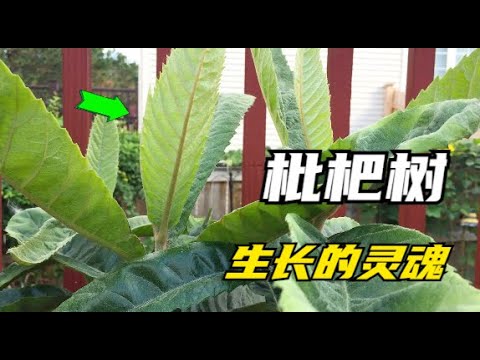 枇杷樹風水