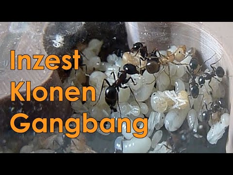 Verrückte Fortpflanzungsstrategien der Ameisen