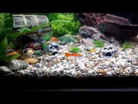 Juwel 60l (aquarium fish)