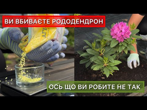Догляд за рододендронами весною і влітку. Основні помилки і як їх уникнути