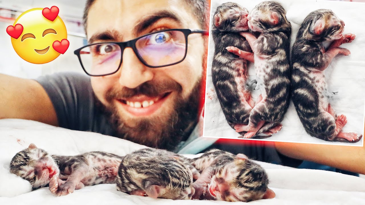 Watch Now Canlı KEDİ SEZARYEN DOĞUMU Ve yine heyecan DORUK'ta! 😝 Canlı KEDİ SEZARYEN DOĞUMU Ve yine heyecan DORUK'ta! 😝