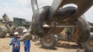 7 САМЫХ БОЛЬШИХ ЗМЕЙ, СНЯТЫХ НА КАМЕРУ