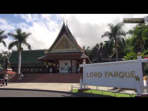 2011 11 05 Teneriffa