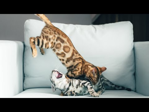 Bengal Kittens Fight - Kopi with Kaya