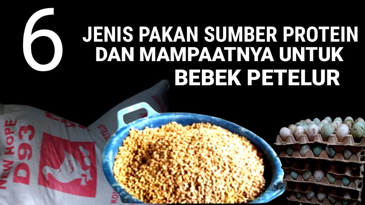6 jenis pakan sumber protein dan mampaatnya untuk bebek petelur.
