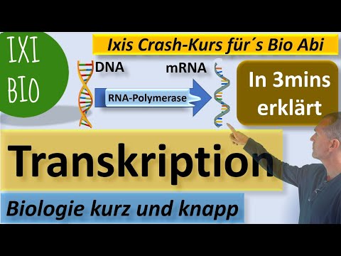 Transcription explained in 3 minutes - Biology in a nutshell - Ixis crash course for the BioAbi -...