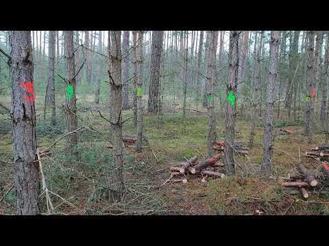 Moonwood: Pierwsza na świecie powierzchnia doświadczalna drewna księżycowego założona w Polsce.