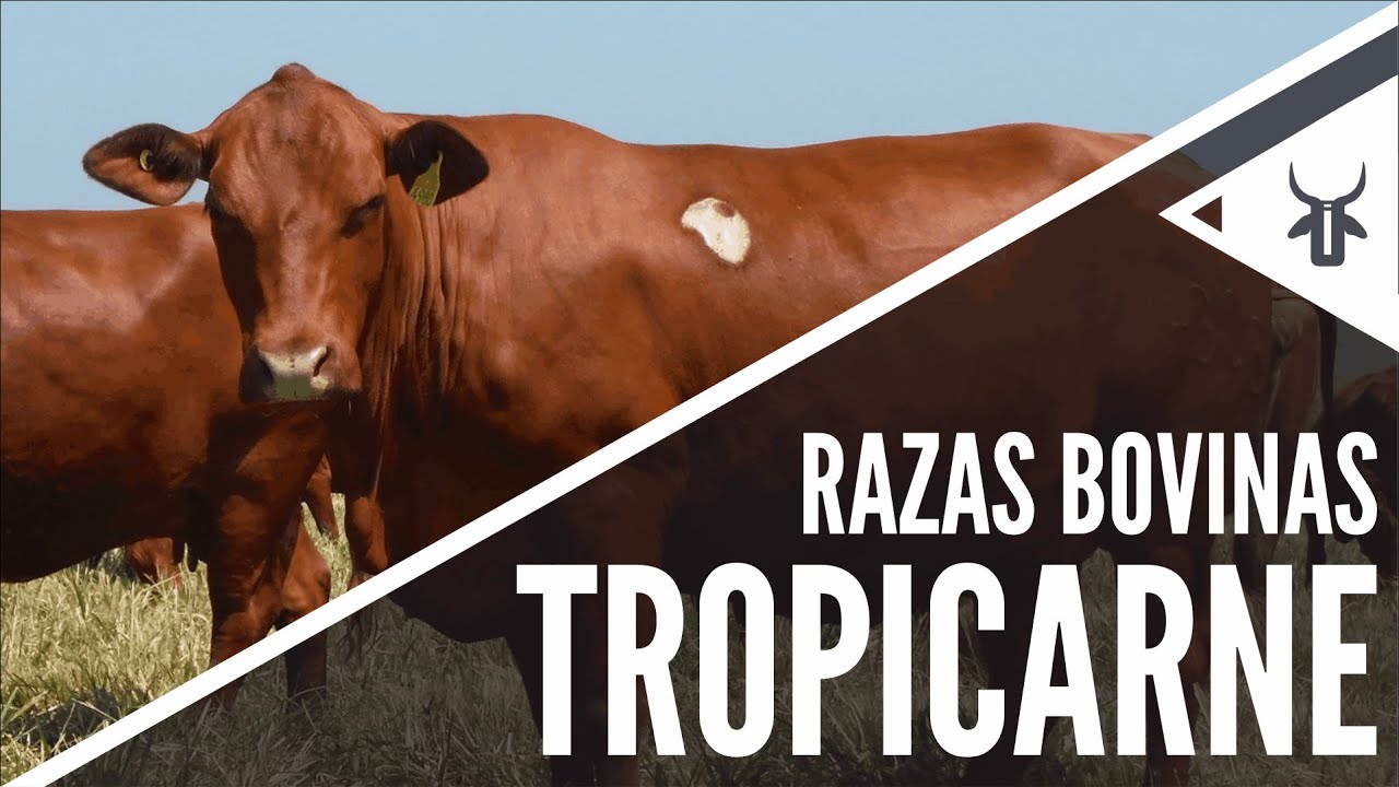 Tropicarne | Razas bovinas
