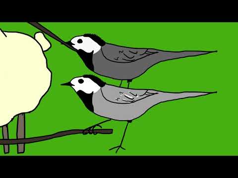 Cielava baltgalve (animētais video)