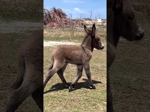 Jumentinho no Ceará