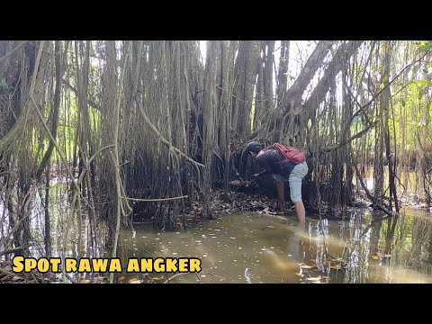 MODAL NEKAT MANCING BELUT DI SPOT RAWA ANGKER