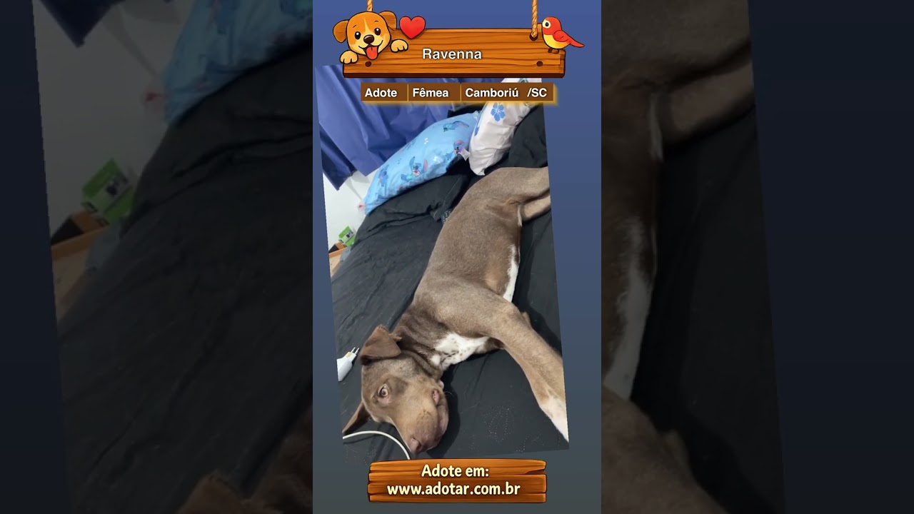 Cachorro raça SRD-ViraLata idade 7 a 11 meses nome Ravenna