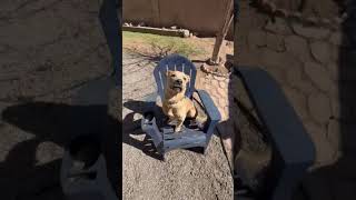 Video preview image #1 American Pit Bull Terrier-Labrador Retriever Mix Puppy For Sale in Chandler, AZ, USA