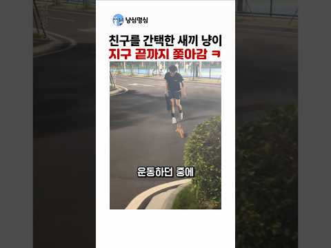 세상에서 가장 적극적인 새끼 고양이의 간택