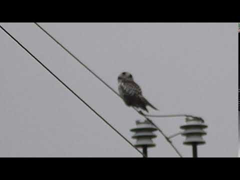 Vöötkakk Läänemaa Lääne Nigula vald sügis 2017