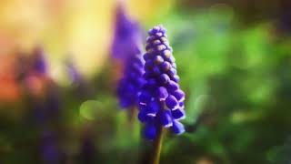 Piele Piele Piele Piele Piele Piele Piele, Dit is alles net Piele.