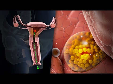 Ovulation & the Menstrual Cycle