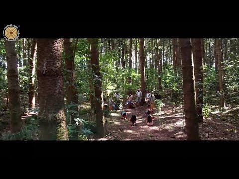 WWD 2021 Music of Wood - myForest - Mauritius by JK~Event