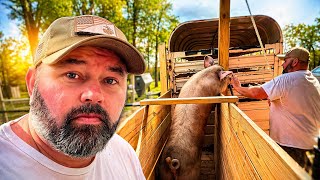 This Pig Almost Ruined Everything…
