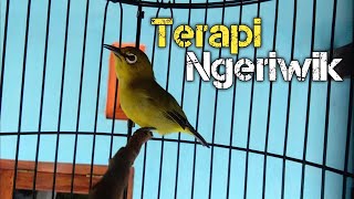 Download lagu TERAPI PLECI OMBYOKAN AGAR NGERIWIK KASAR mp3