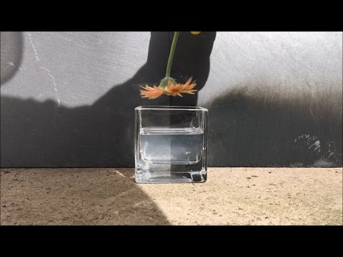 Sulfuric Acid Vs Flower and Battery | Strong Acid | craziappa