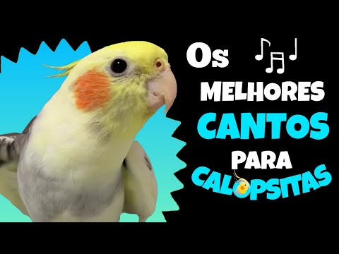 CANTOS que Sua CALOPSITA Vai ADORAR | Ótimos ASSOBIOS para CALOPSITA aprender 🐦🎶🦜