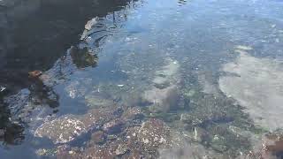 稚内ノシャップ寒流水族館から利尻島に派遣勤務中のアザラシのダンくん