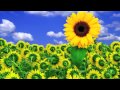 The sound of Sunshine - Michael Franti e ...