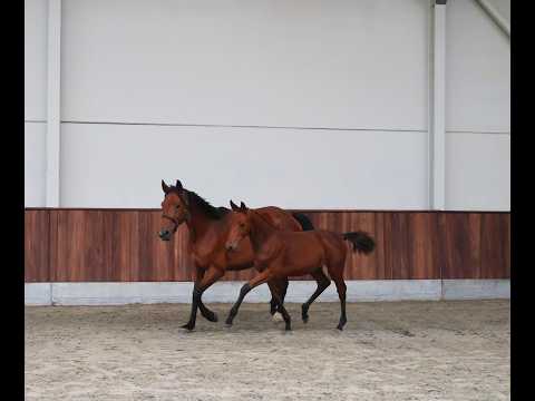 Cristal (CHAUDFONTAINE JL Z x LUIGI D'ECLIPSE) - Video 2 video thumbnail
