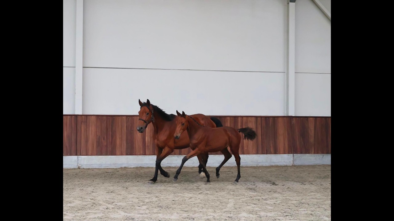 Cristal (CHAUDFONTAINE JL Z x LUIGI D'ECLIPSE) video 1
