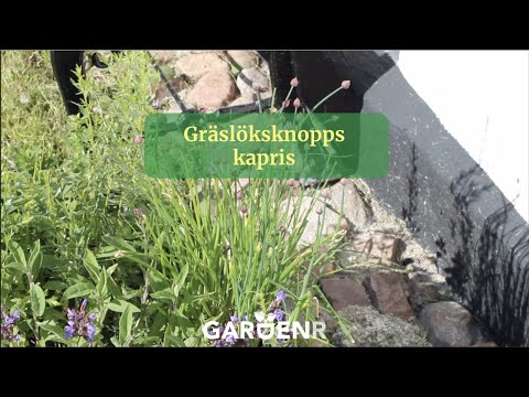 Chives bud capers - Gardenhacks by GardenR