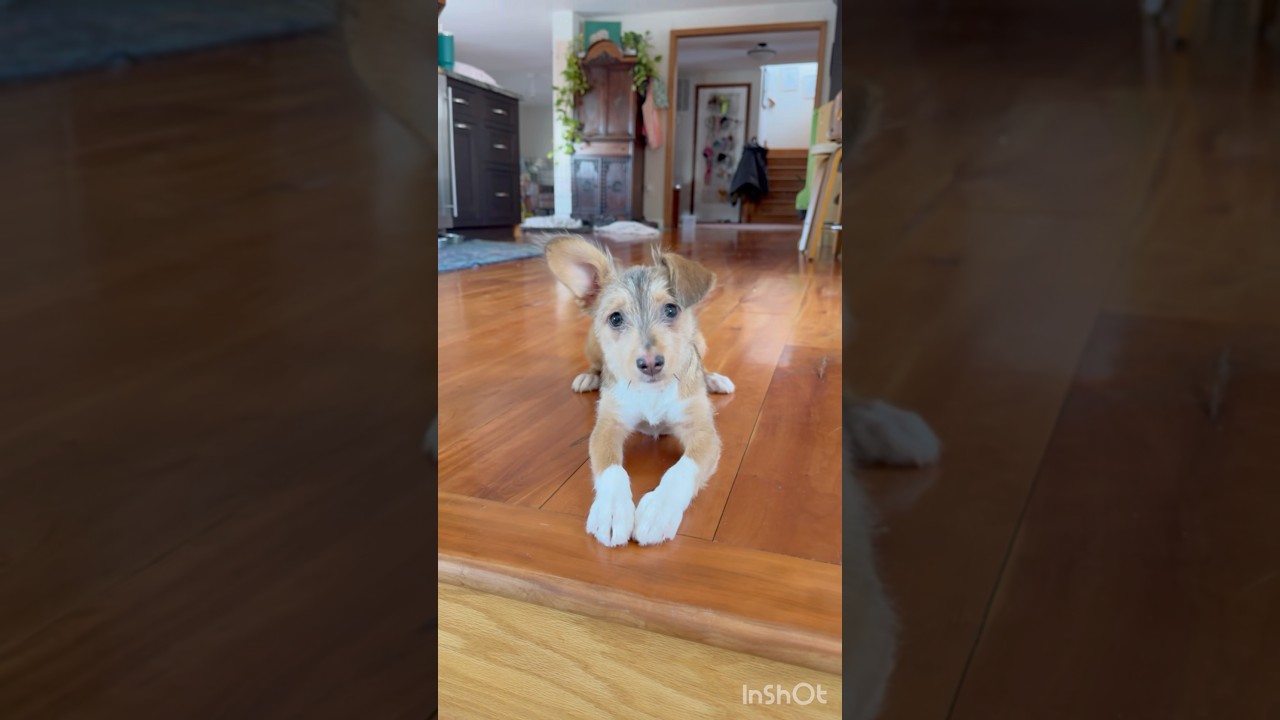 Valentine , a ADOPTABLE mixed breed in Strasburg, VA video 5/6