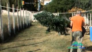 L'AQUILA: PASCOLANO IN ORTO PIENO DI MARIJUANA, PECORE SI RIBELLANO AL SEQUESTRO DELLA POLIZIA