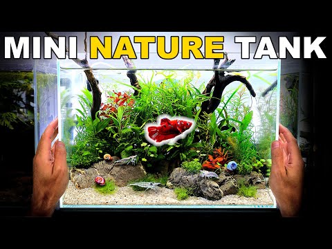 Making A Mini Betta Fish Nature Aquarium (Low Tech Aquascape Tutorial)