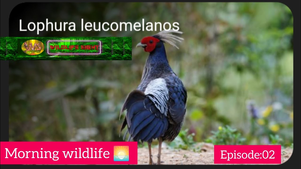 Morning wildlife 🌅 ep2 || Kalij Pheasant Lophura Leucomelanos Species | BirdLife DataZone.
