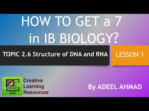 Structure of DNA and RNA IB Biology Topic 2.6