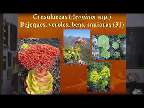 , title : 'Jardines Históricos de Canarias 4. Plantas y Jardines de Canarias por Arnoldo Santos'
