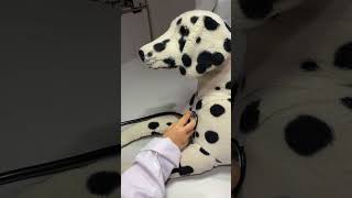 KidZania Klivet Veteriner Kliniği 🐾
