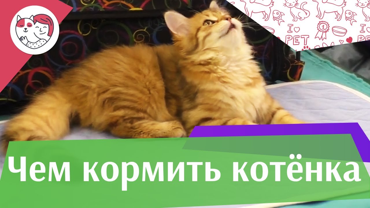 4 правила кормления котенка на ilikepet