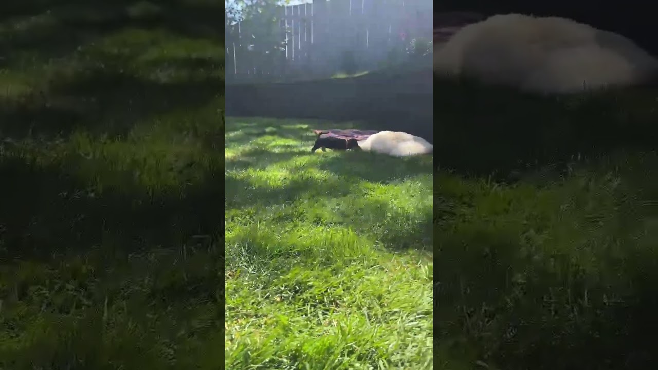 Enlarge Peppy, an adopted mixed breed in Nanaimo , BC video 4/5