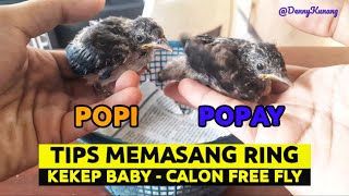 Download lagu Cara memasang Ring pada burung | Kekep baby | Calon Free Fly | Sharing dan Masukan tentang Free Fly mp3