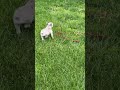 French Bulldog dogs for sale: Carlie - Video 1