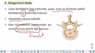 Eğitim Vadisi 11.Sınıf Biyoloji 6.Föy İskelet ve Kas Sistemi Konu Anlatım Videoları