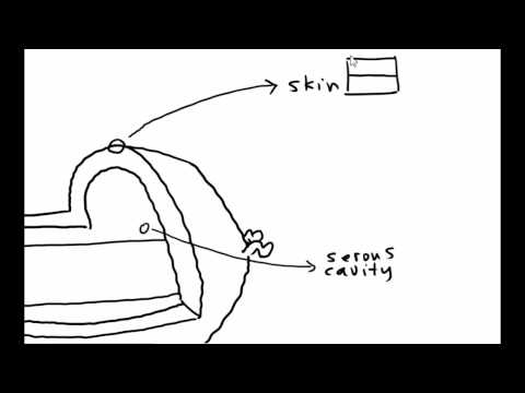 Body cavities   Part 1   Leif Saul