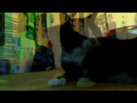 fun with Kiefer the Tuxedo Cat