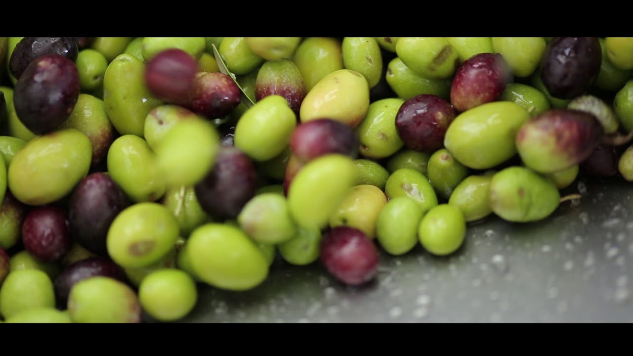 Olio di Brisighella | In the Food Valley with Francine Segan