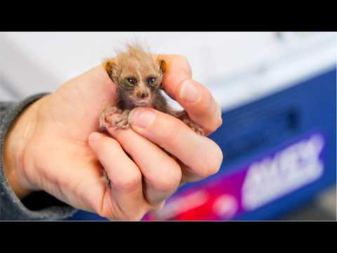 Plumploris – süß, aber tödlich bei EINER Berührung