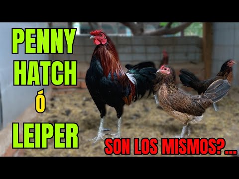 THE PENNY HATCHES AND THE LEIPERS.... ARE THEY THE SAME???