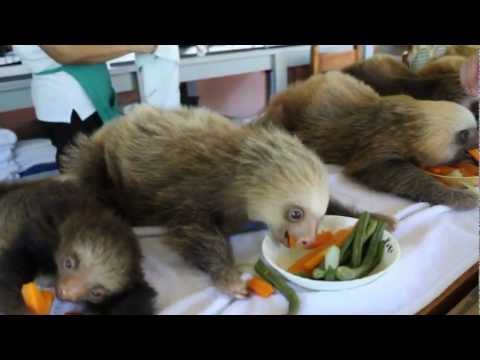Baby Sloths Enjoying a Health Lunch
